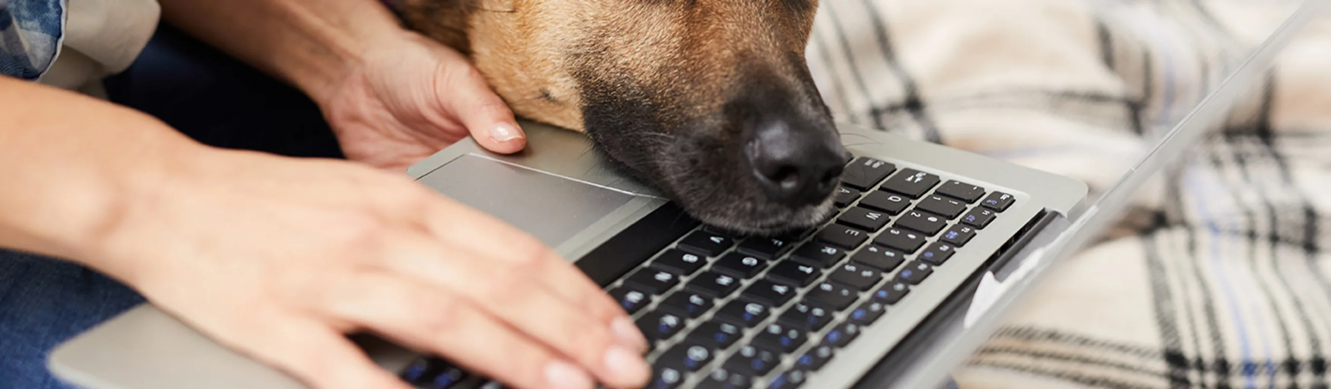 dog laying on laptop next to human